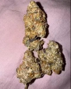 Bacio Gelato strain