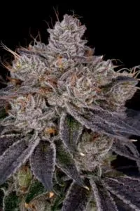 Love Affair strain