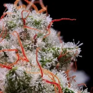 Peach Crescendo strain