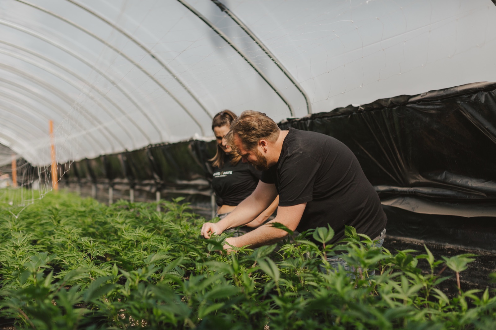 Working with young plants in the greenhouse