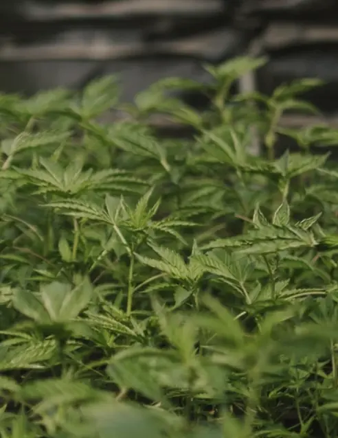 our-farm-flower Cannabis plants thriving on at the SLO Cal Roots Farm, with healthy green leaves under the soft natural central coast sunlight.