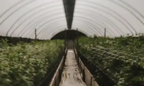 A vibrant row of cannabis plants thriving at SLO Cal Roots Farms, showcasing premium cultivation and quality cannabis in San Luis Obispo County.